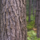 Baum | Wald | Kiefer