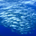 Fische