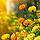 Ringelblumen/Lutein